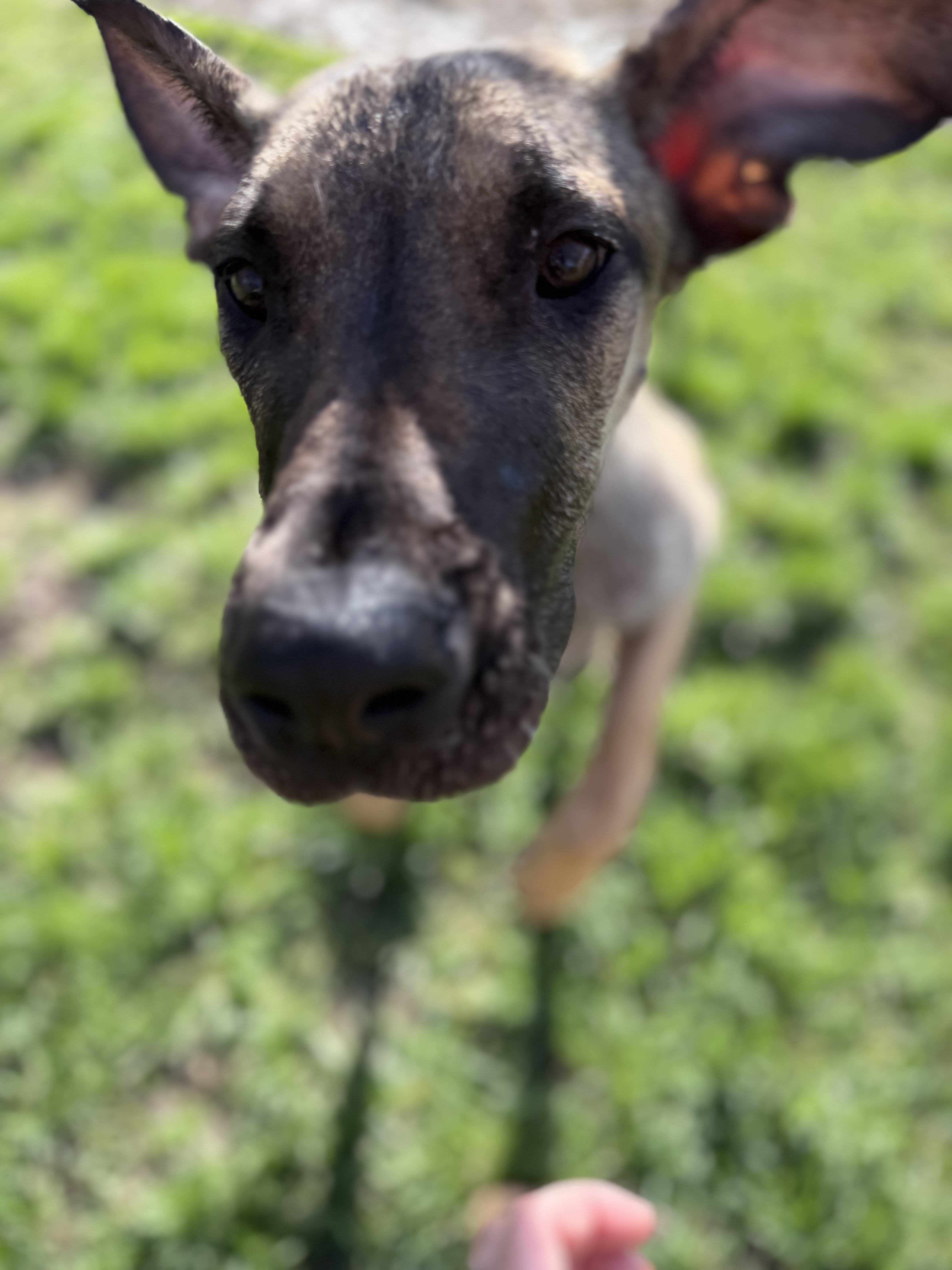 Picture of the Animal Listed