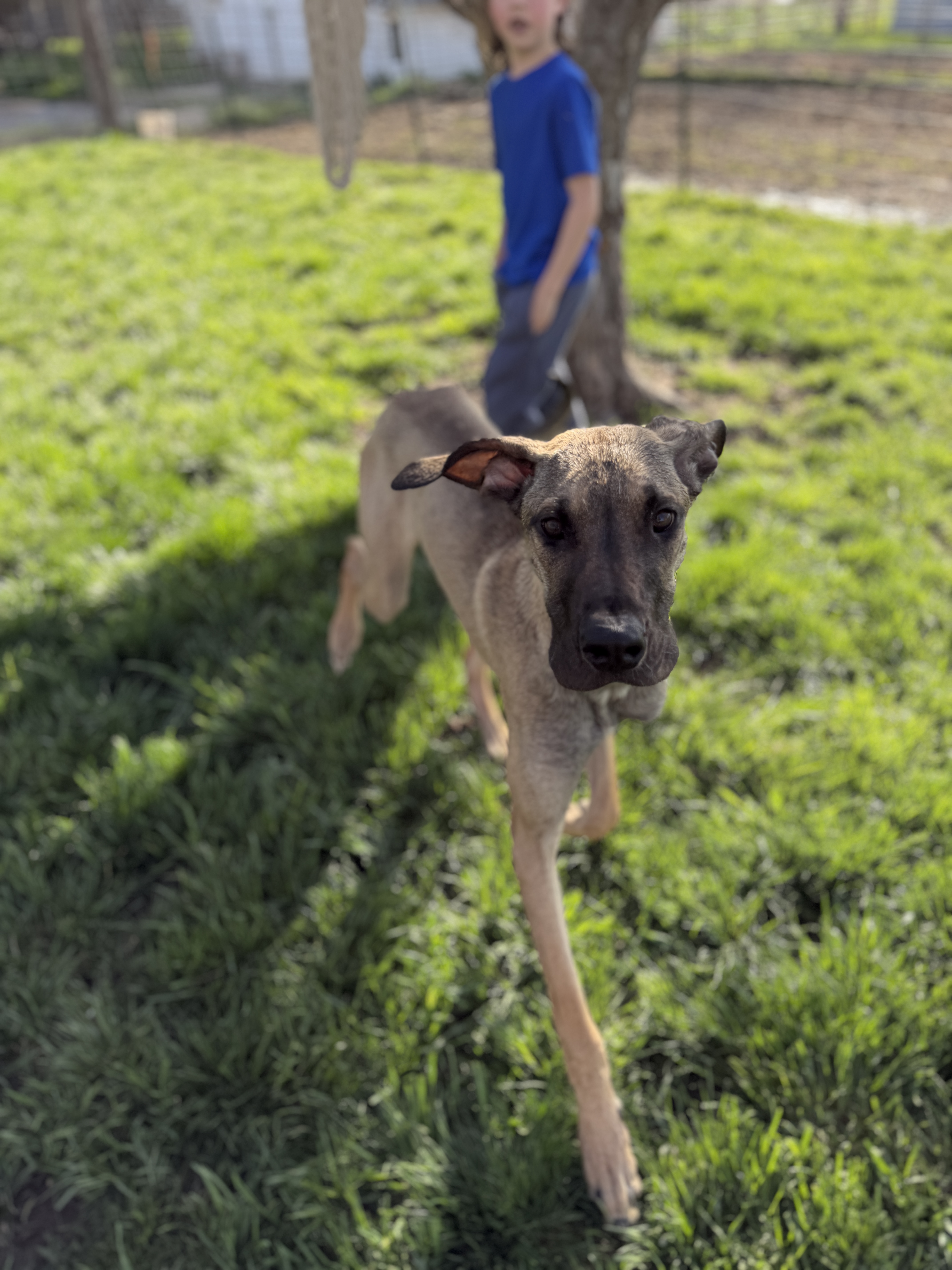 Picture of the Animal Listed