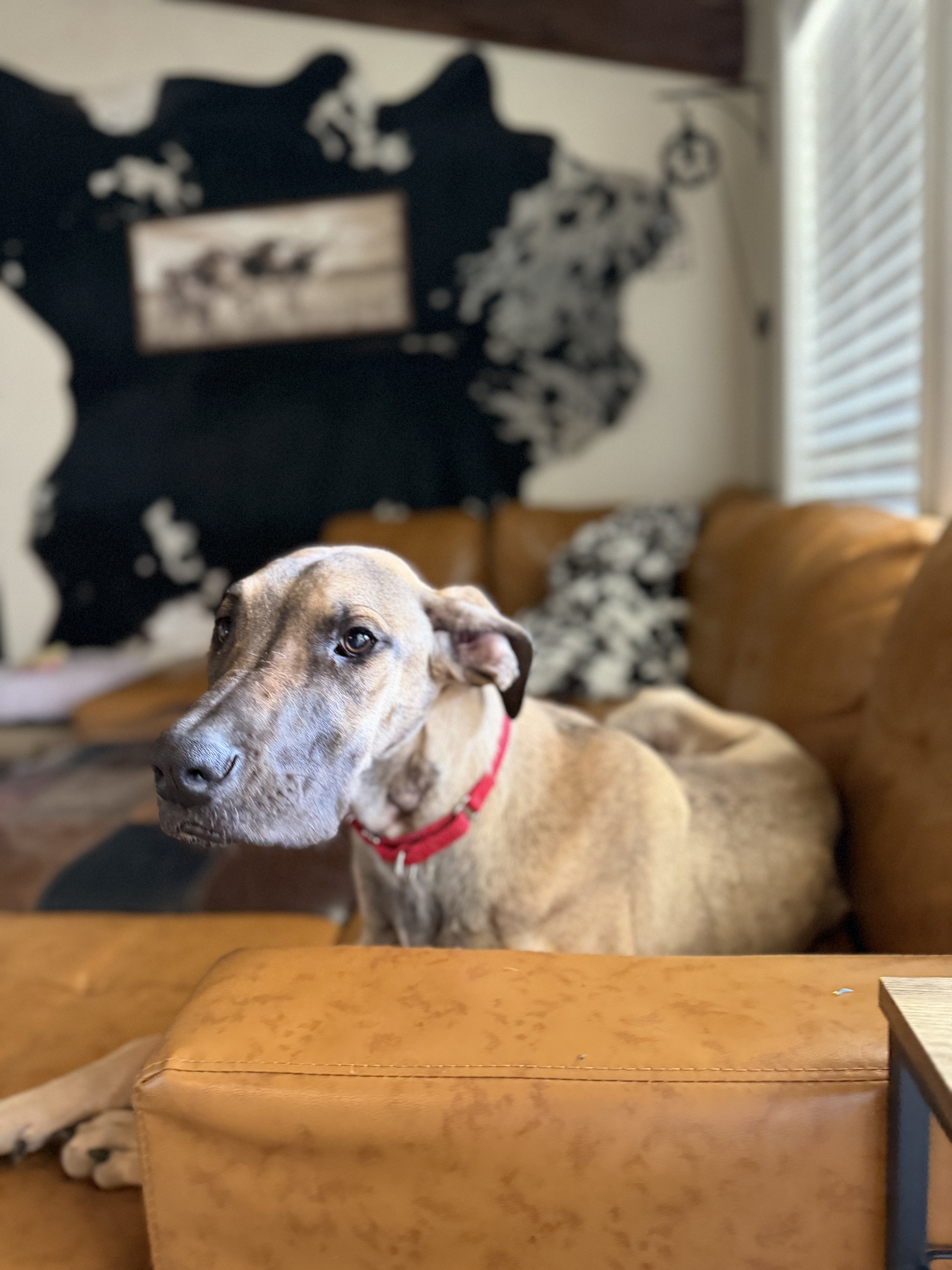 Picture of the Animal Listed