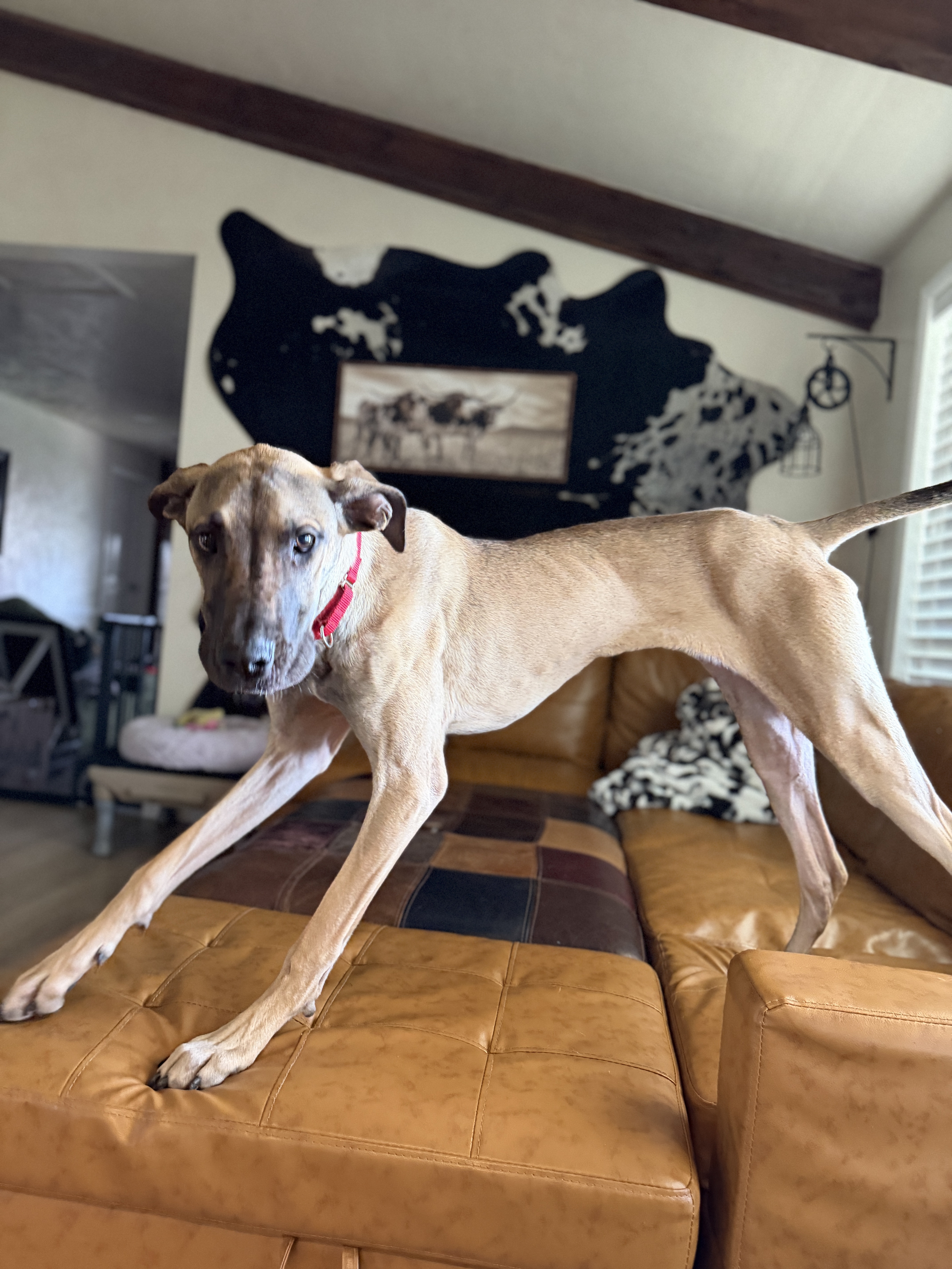 Picture of the Animal Listed