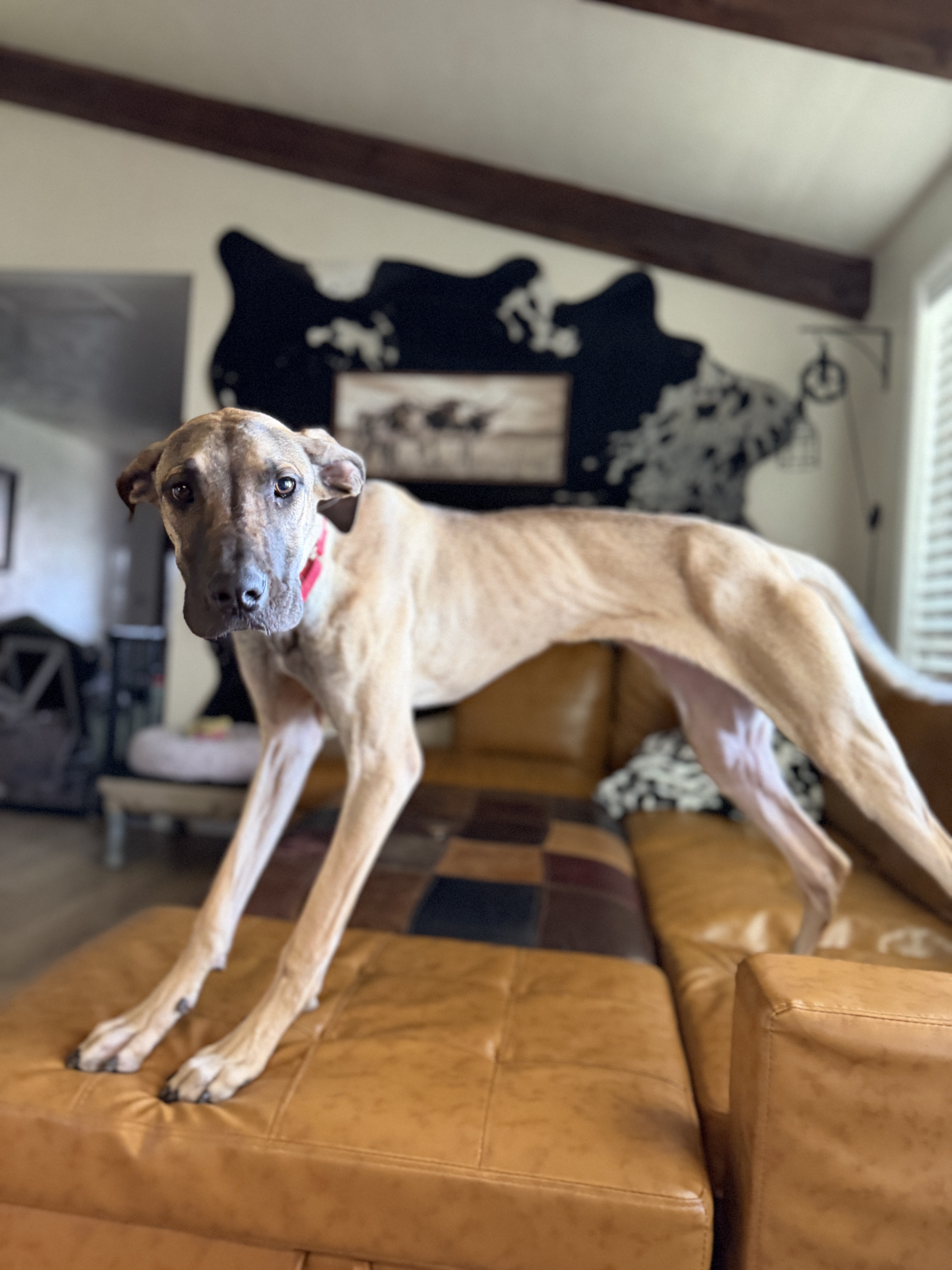 Picture of the Animal Listed