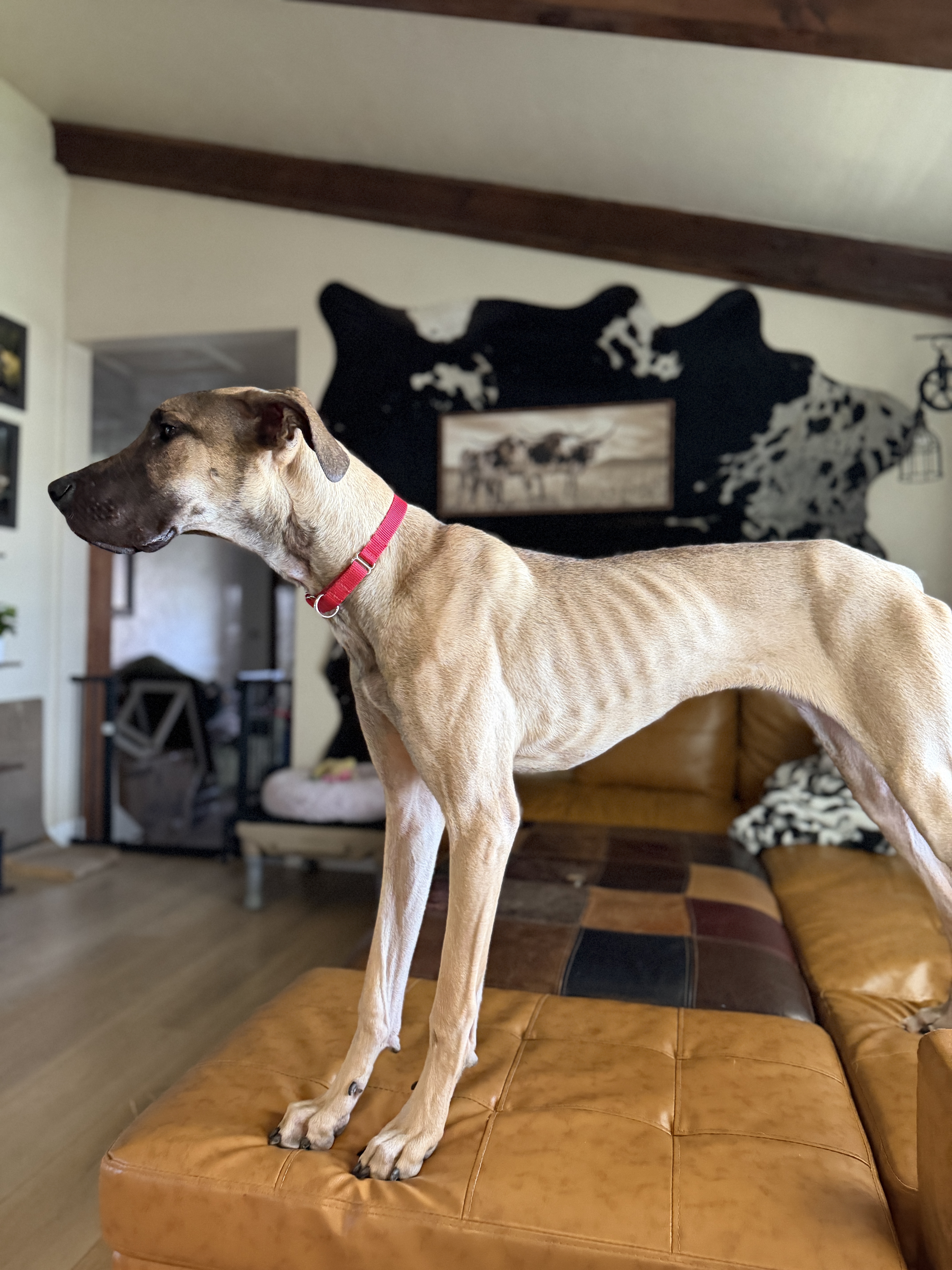 Picture of the Animal Listed