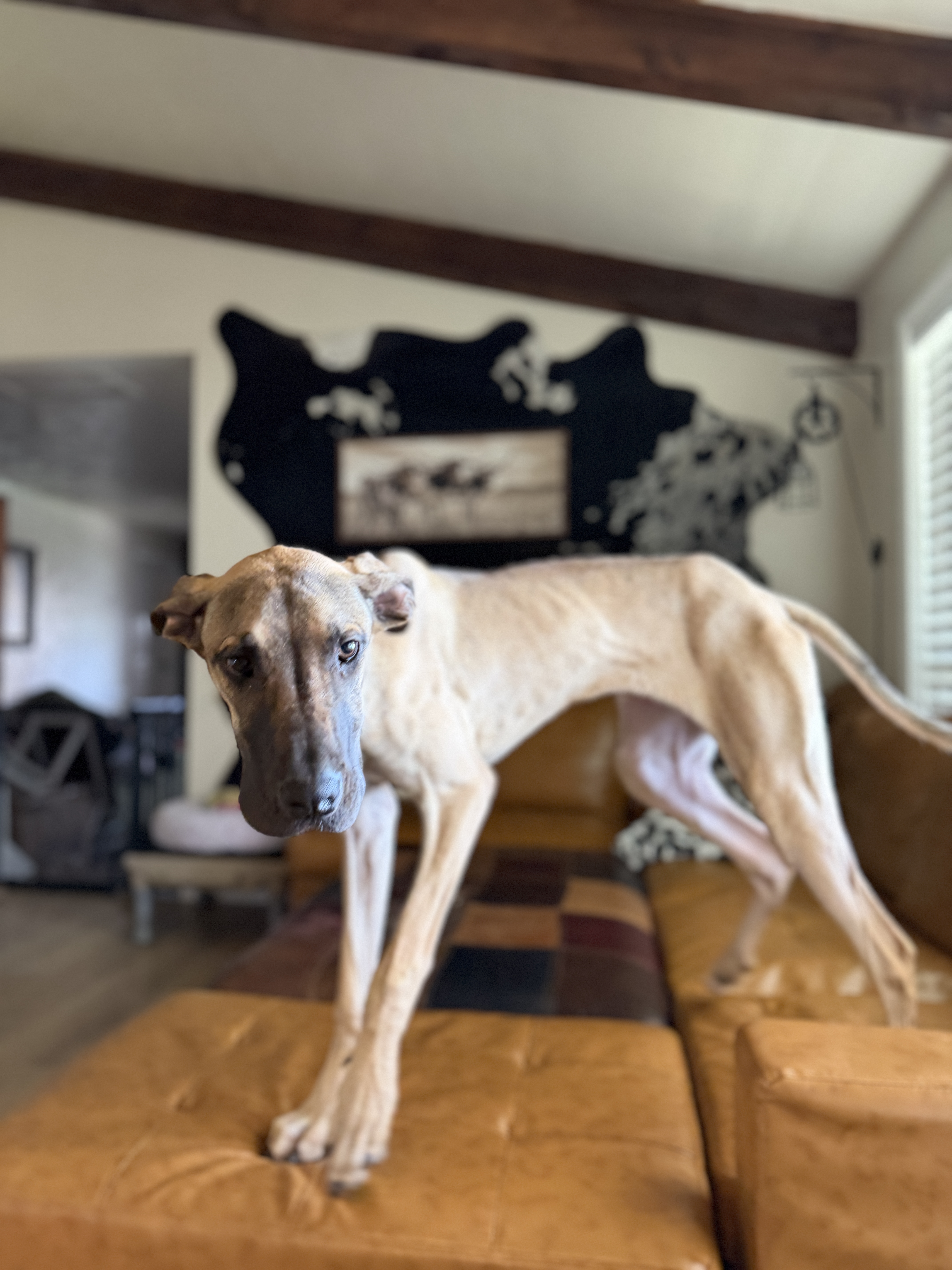 Picture of the Animal Listed