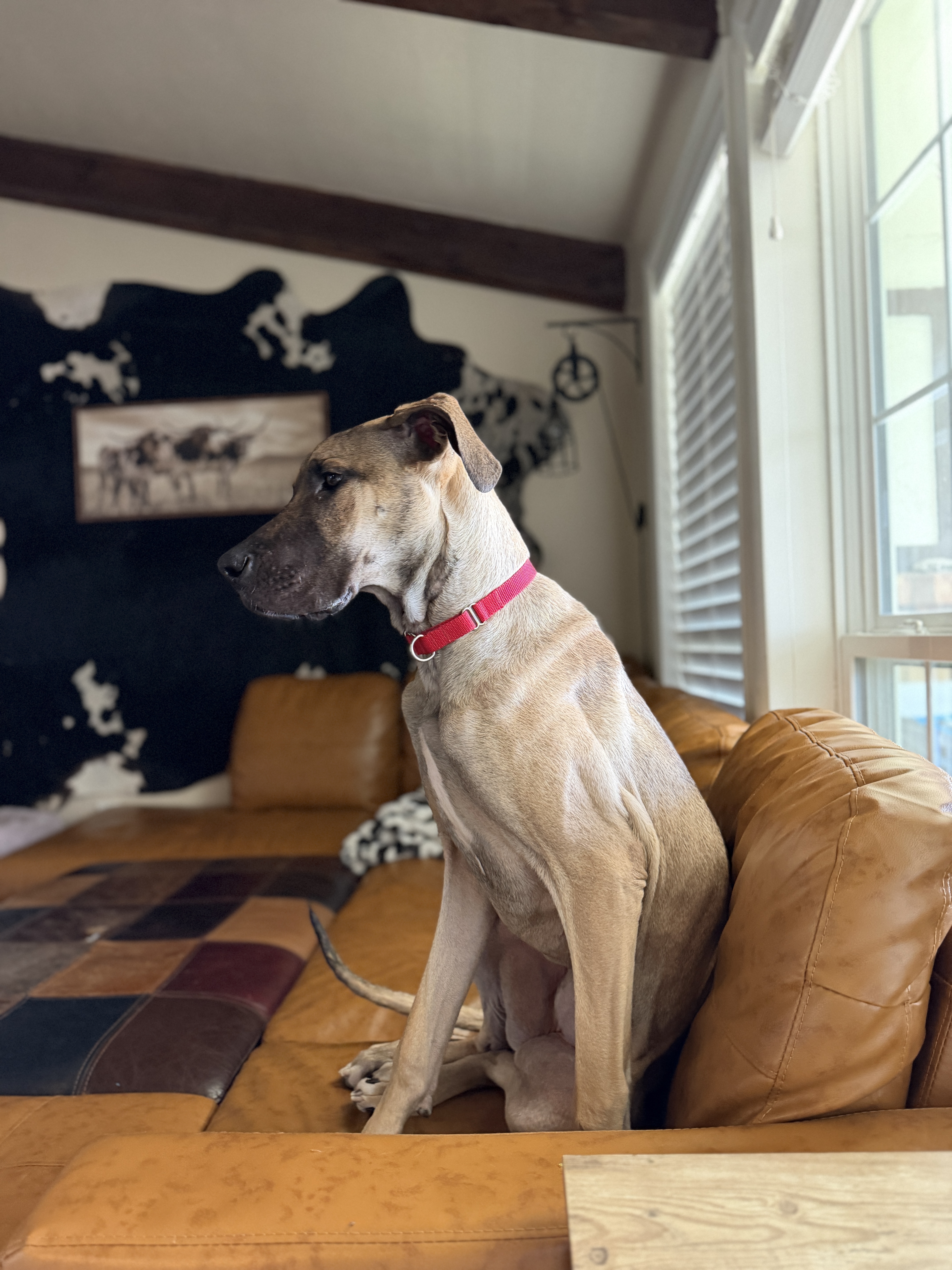 Picture of the Animal Listed