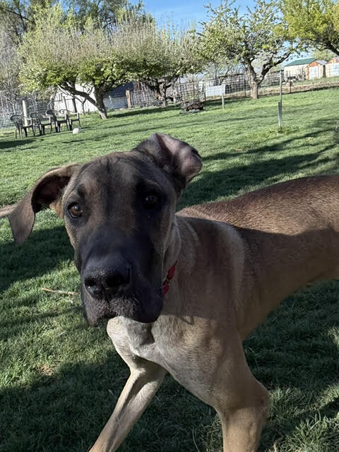 Picture of the Animal Listed