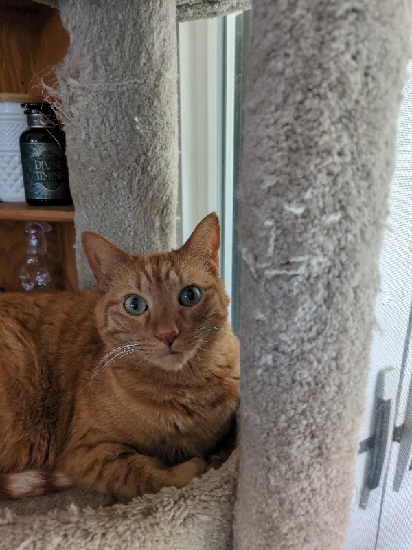 Picture of the Animal Listed