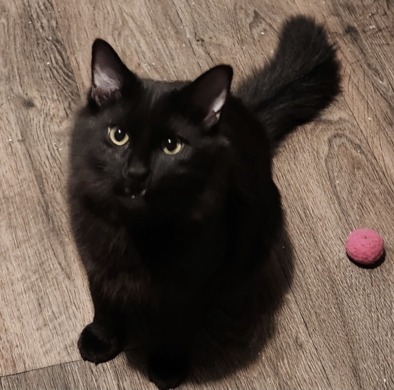 Picture of the Animal Listed