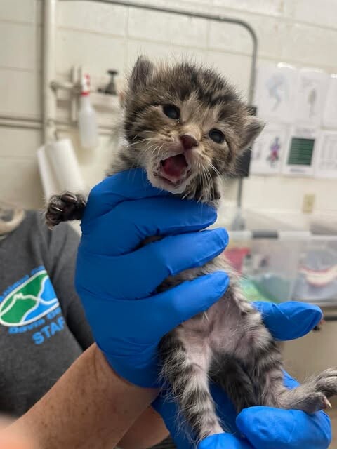 Picture of the Animal Listed