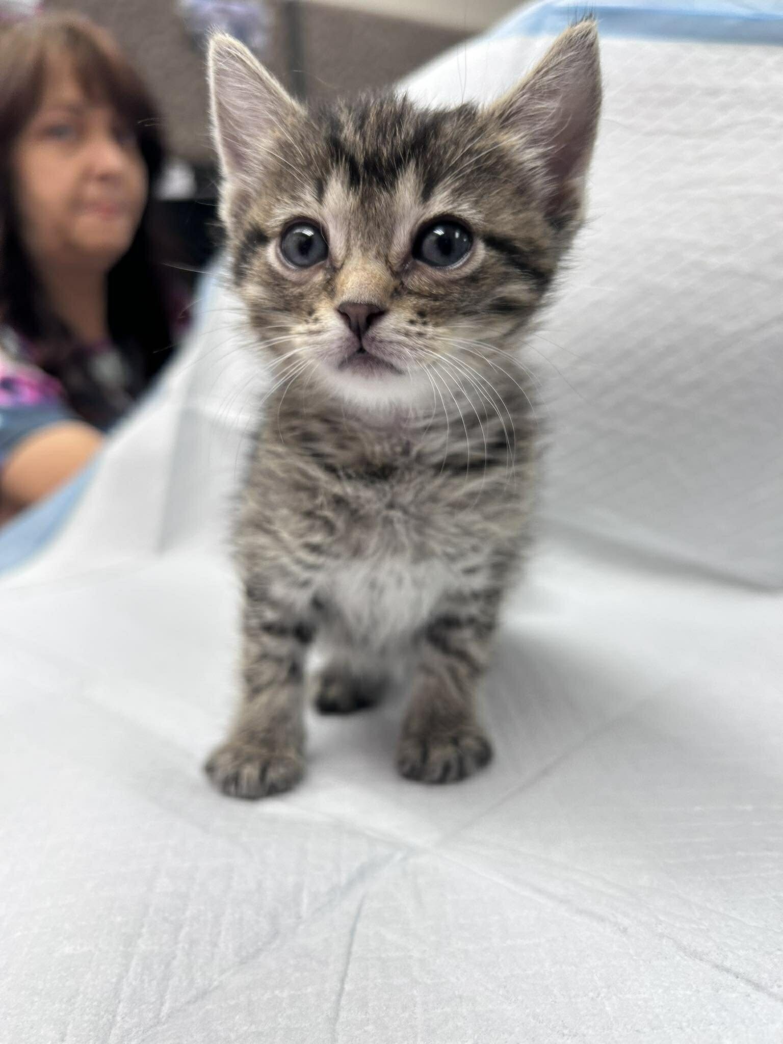 Picture of the Animal Listed