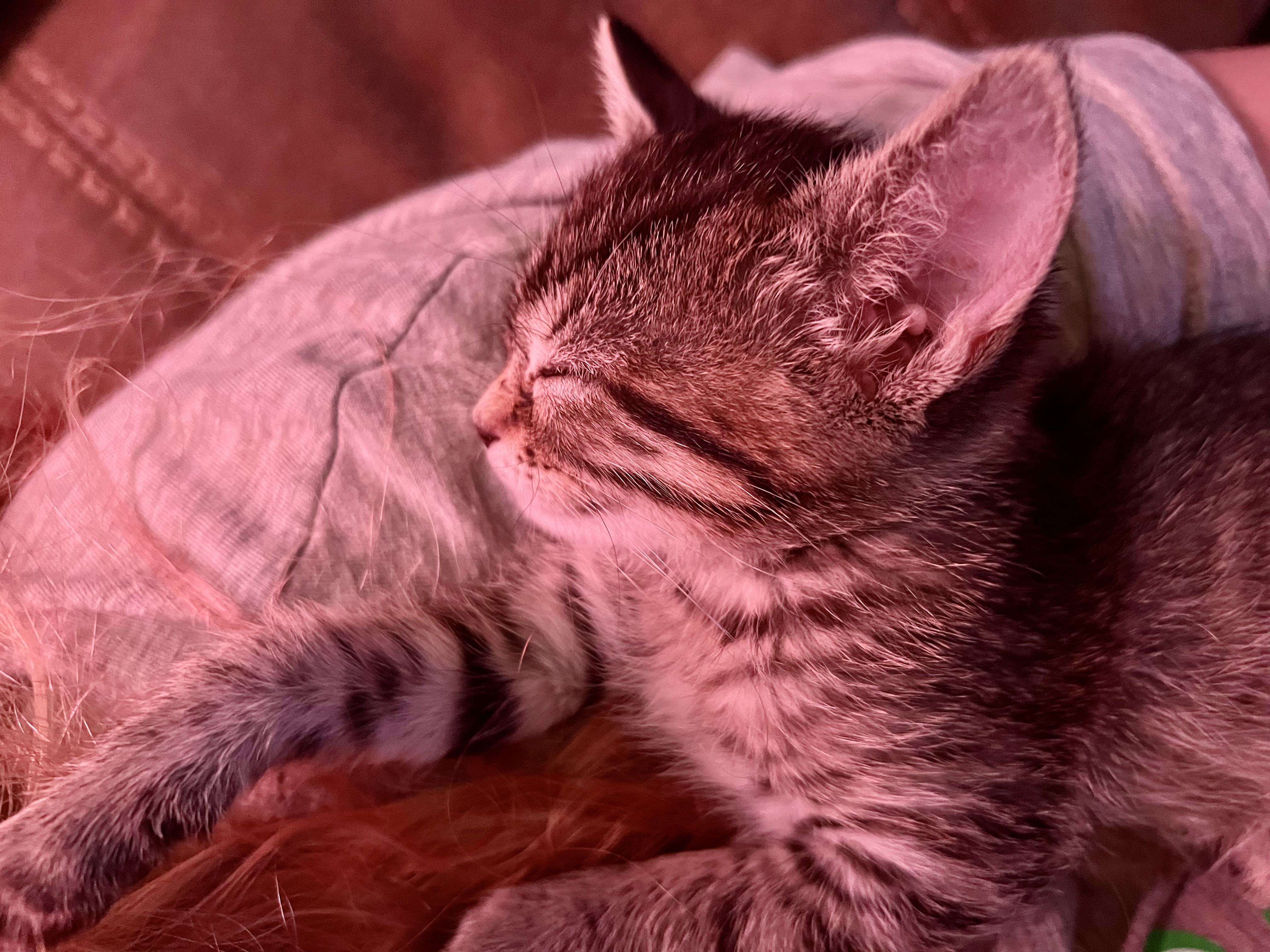 Picture of the Animal Listed