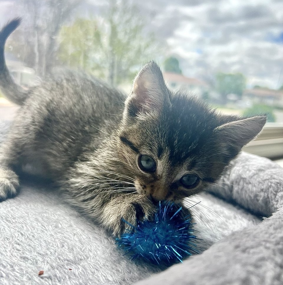 Picture of the Animal Listed