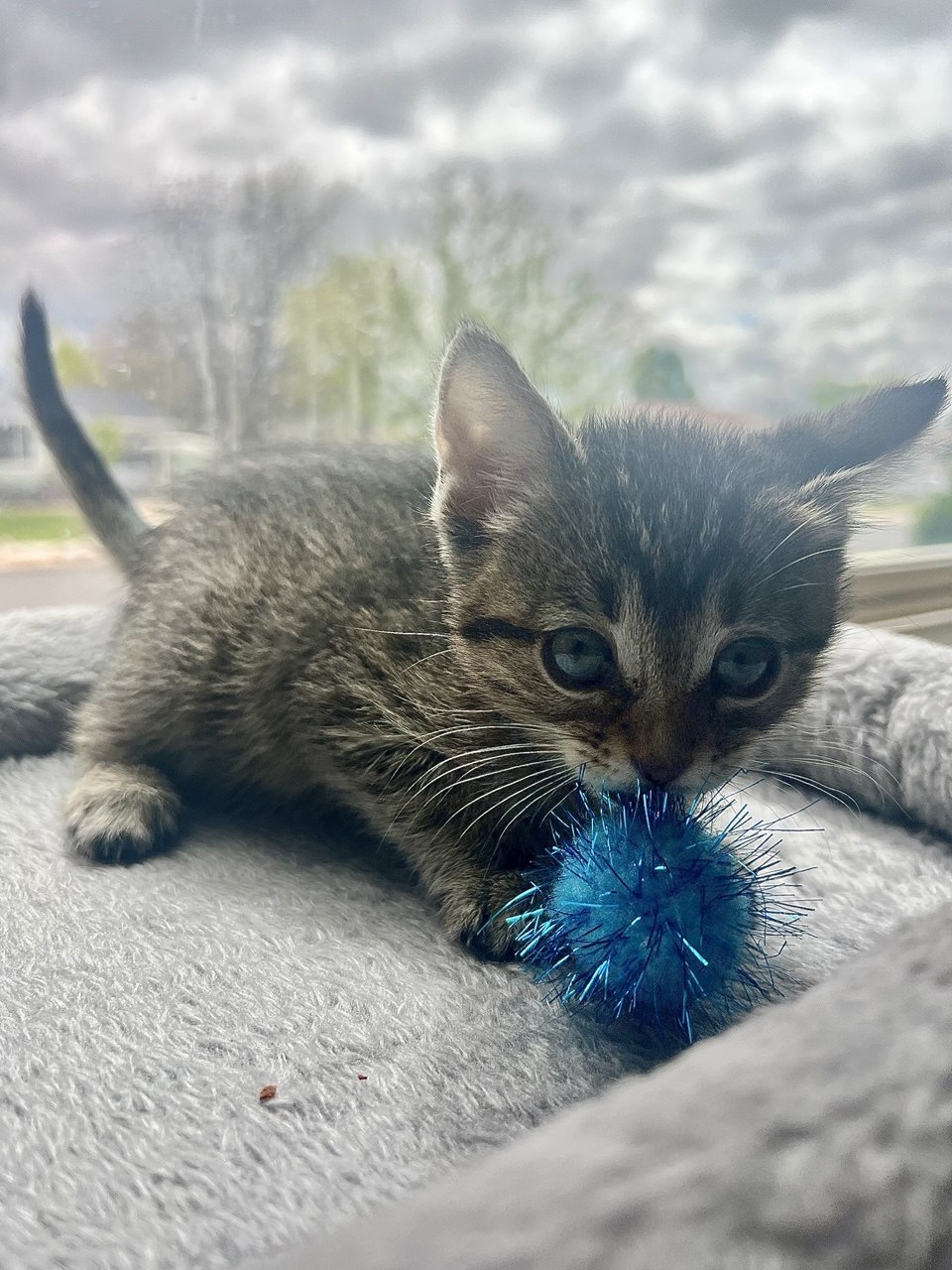 Picture of the Animal Listed