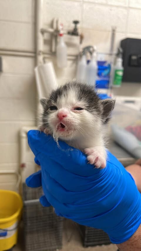 Picture of the Animal Listed