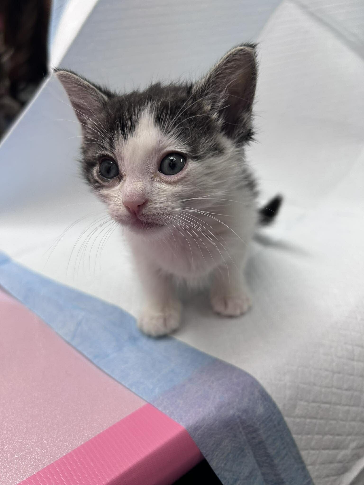 Picture of the Animal Listed