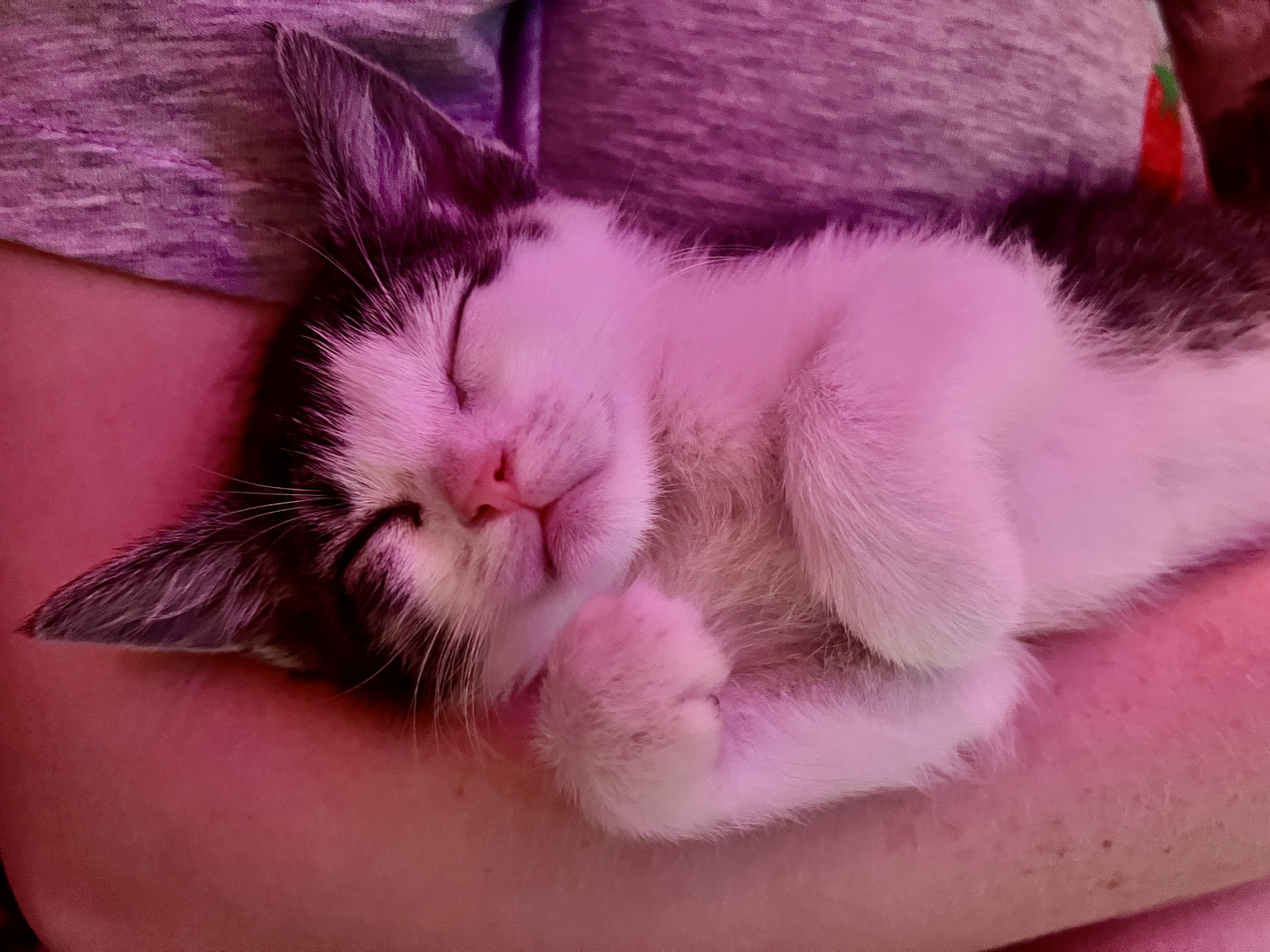 Picture of the Animal Listed