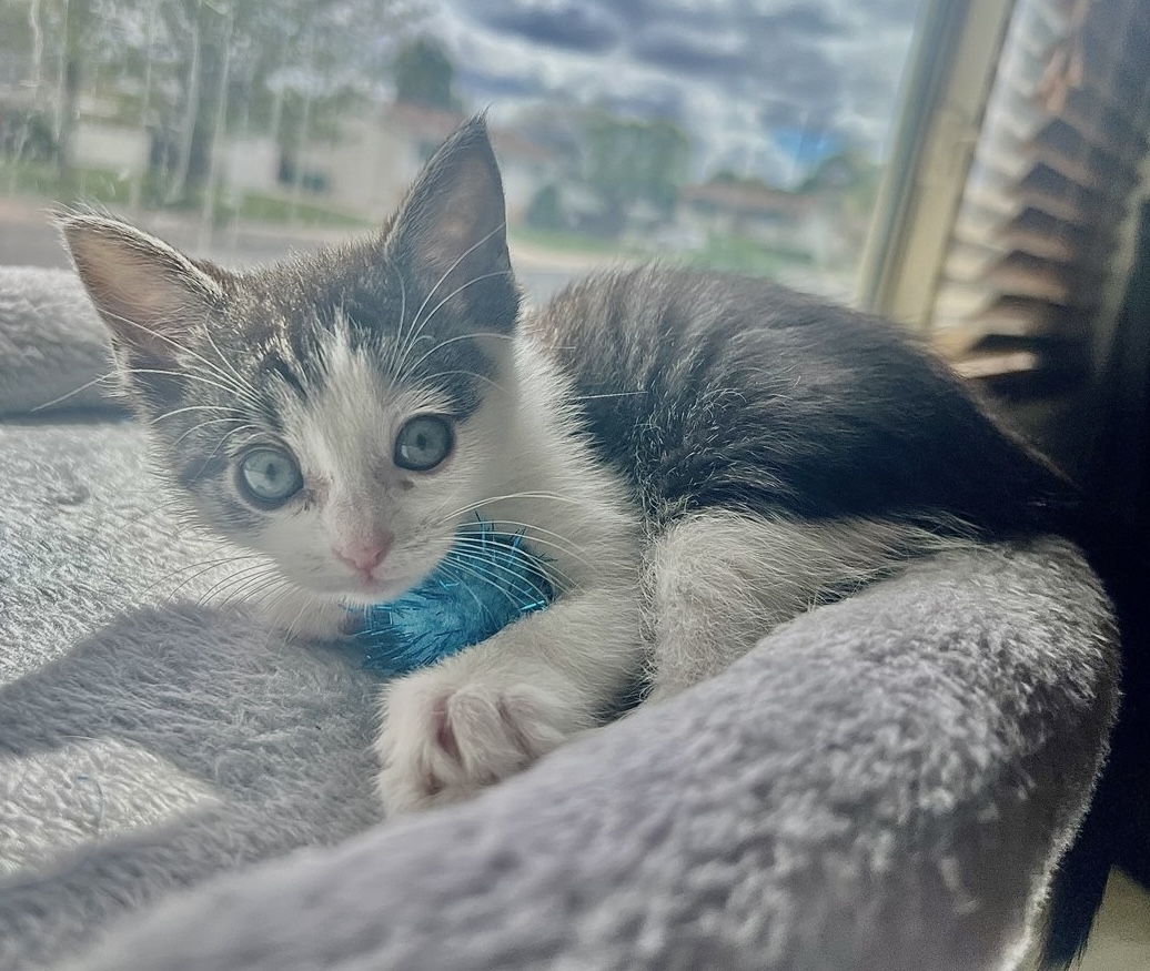 Picture of the Animal Listed