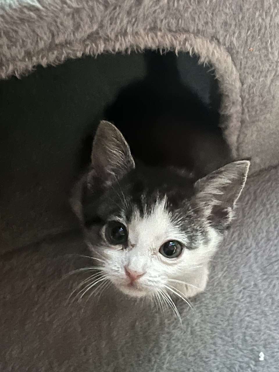 Picture of the Animal Listed