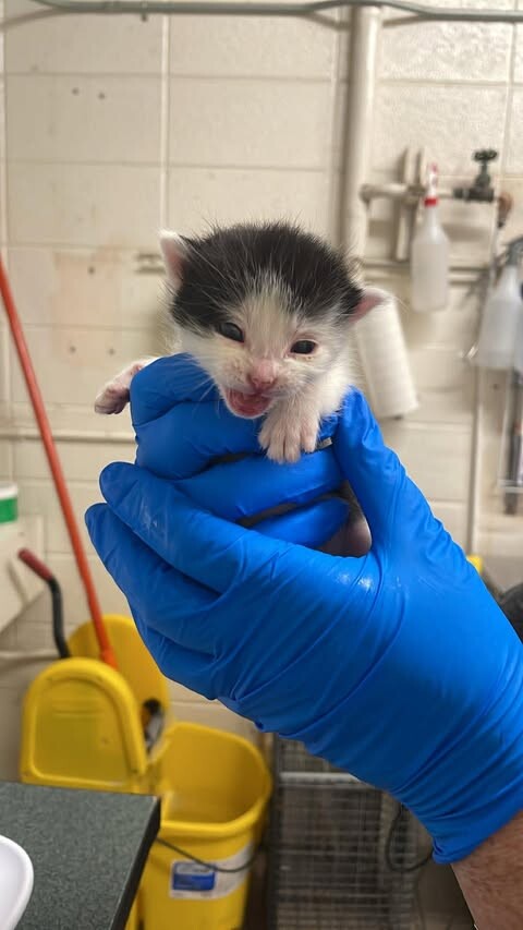 Picture of the Animal Listed