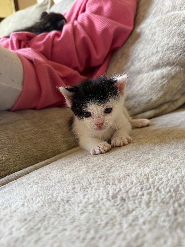 Picture of the Animal Listed