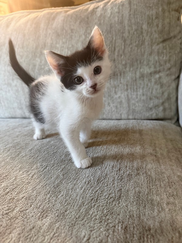 Picture of the Animal Listed