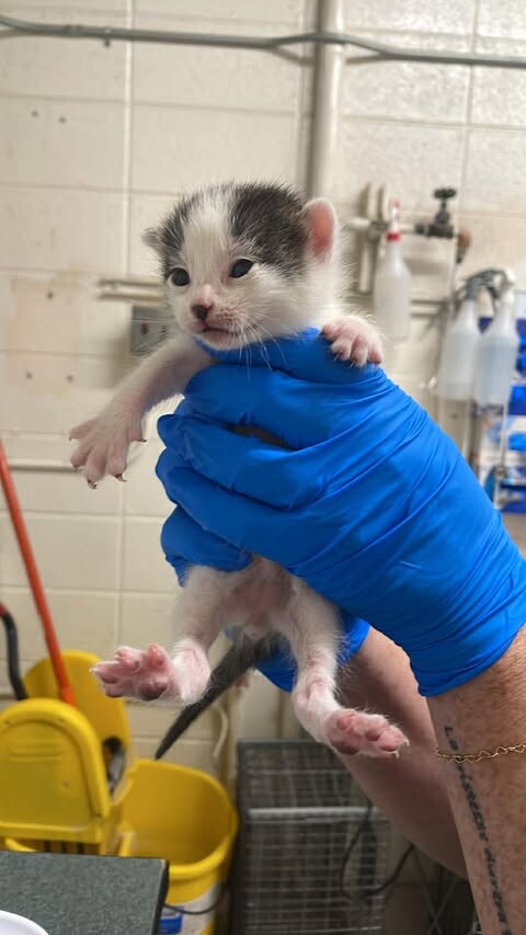 Picture of the Animal Listed