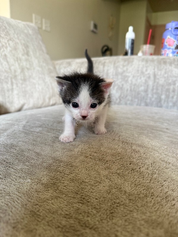 Picture of the Animal Listed