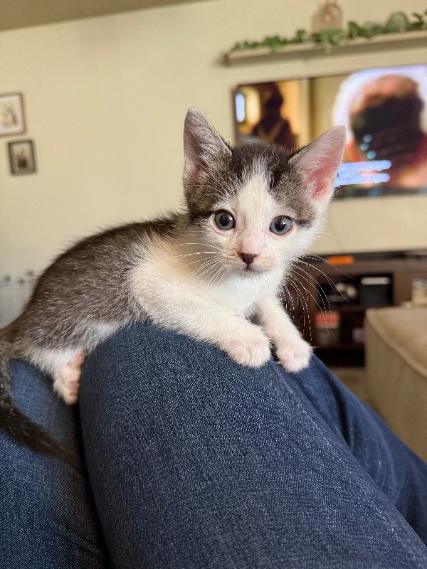 Picture of the Animal Listed