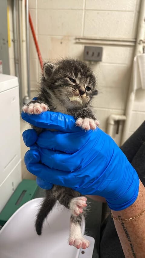 Picture of the Animal Listed