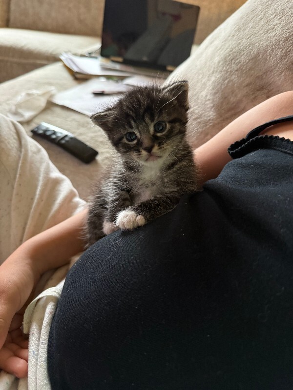 Picture of the Animal Listed