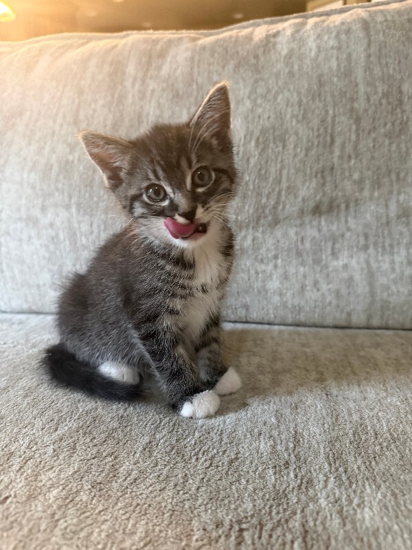 Picture of the Animal Listed