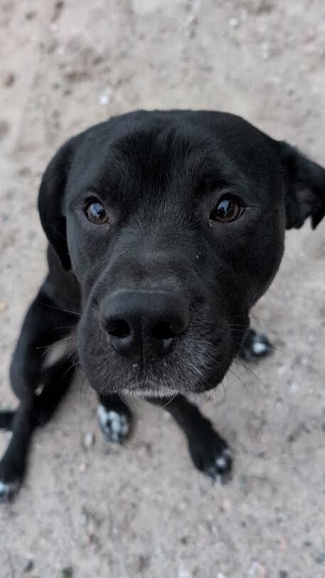 Picture of the Animal Listed