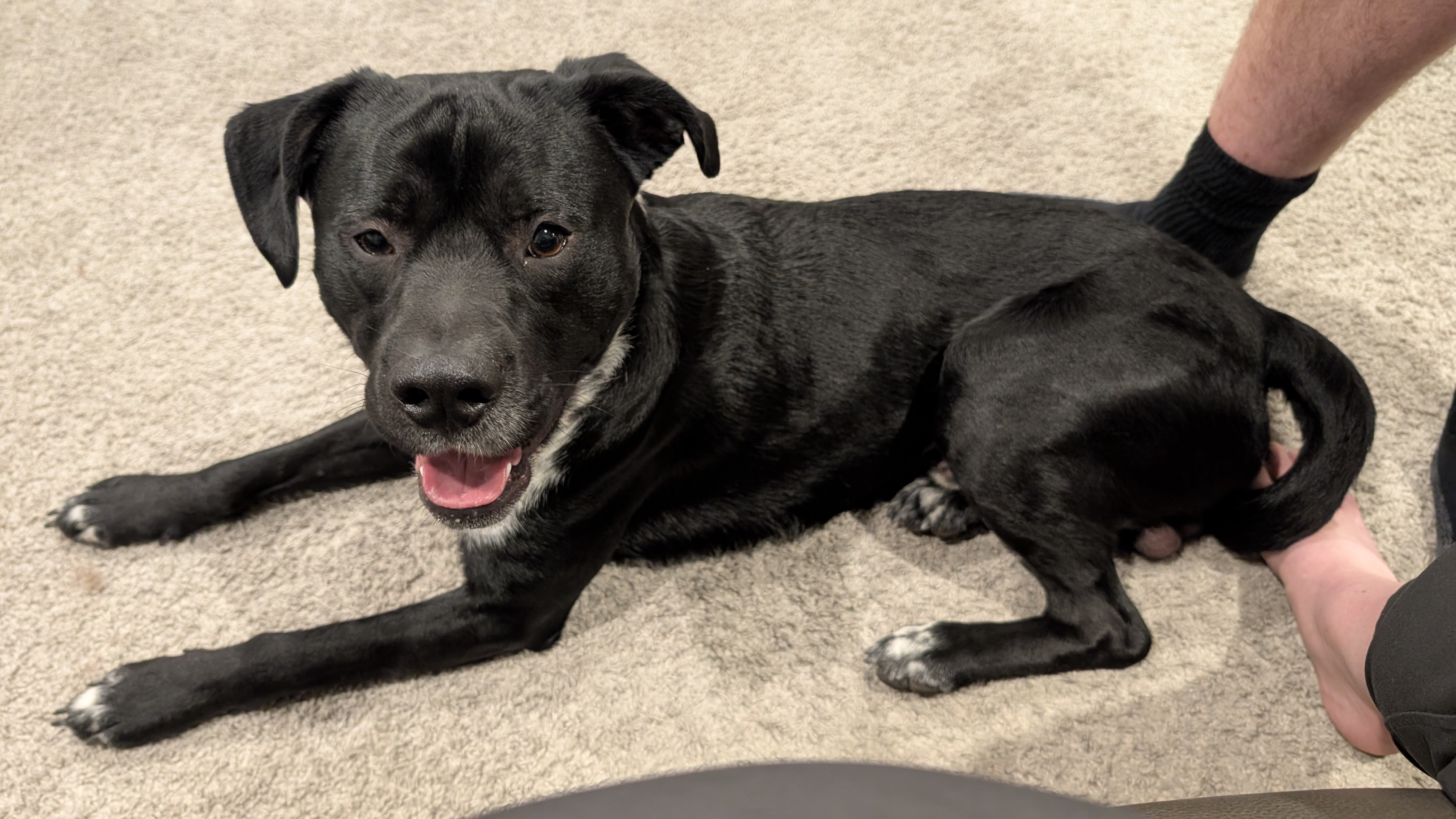 Picture of the Animal Listed