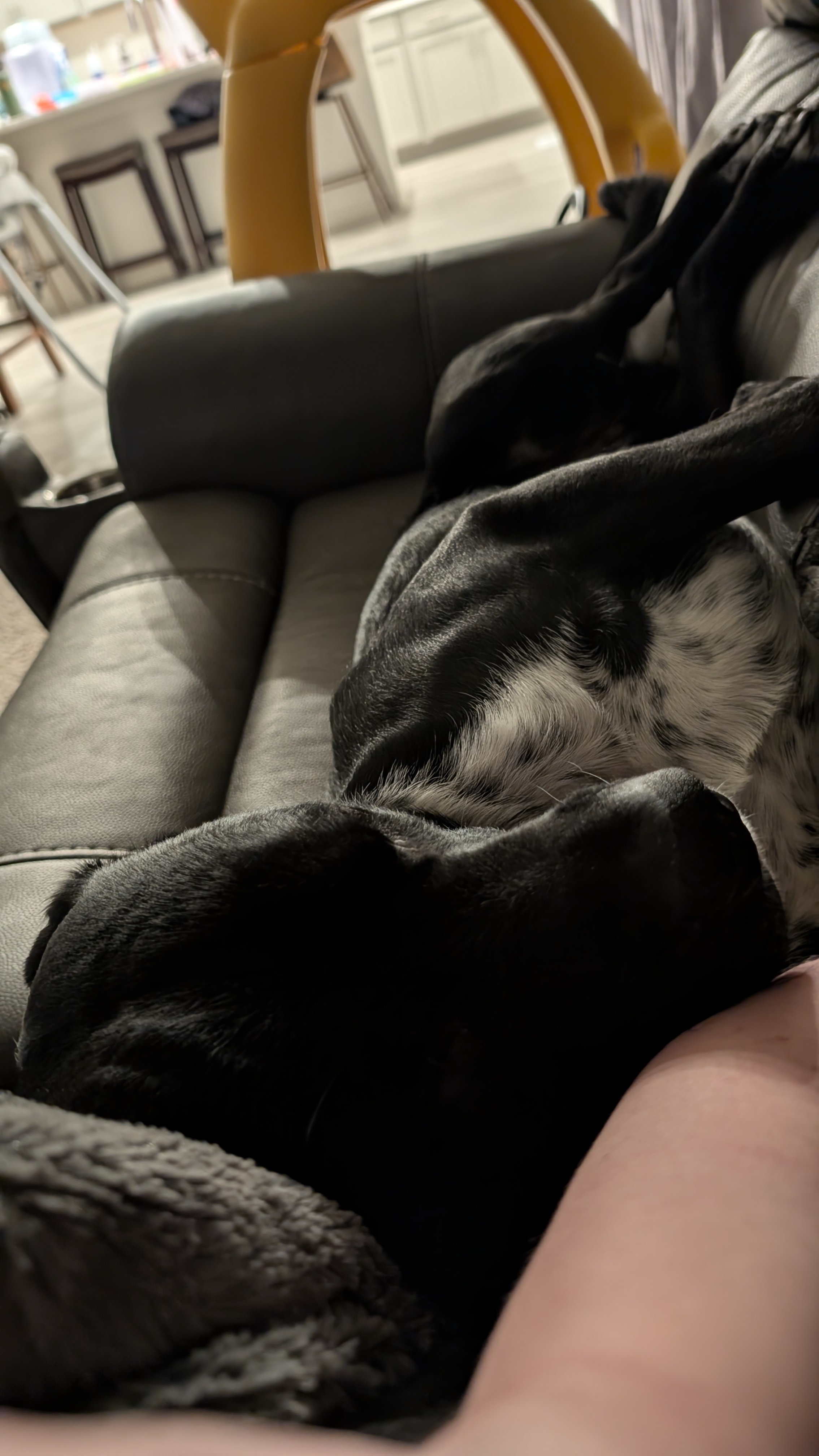 Picture of the Animal Listed