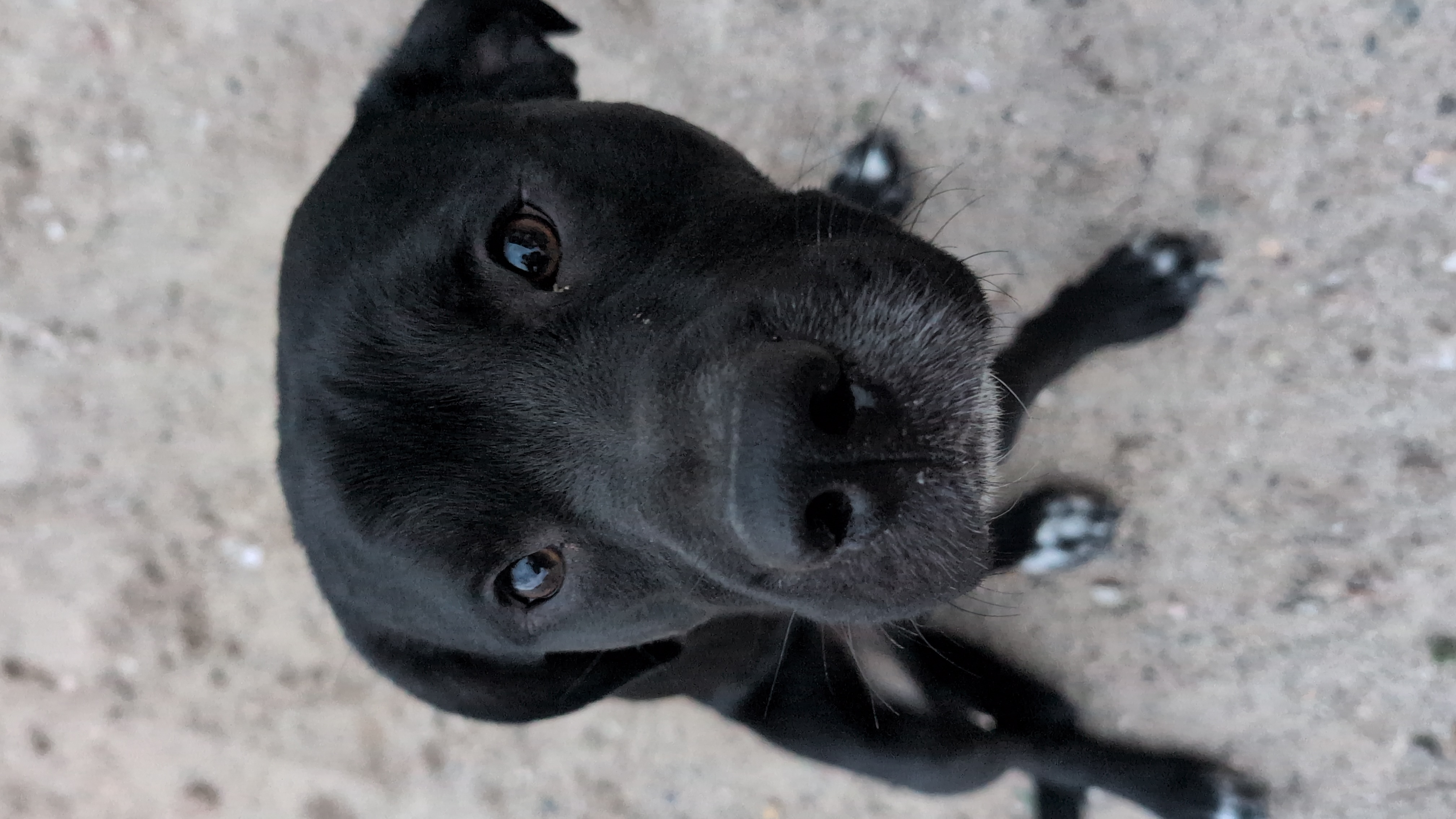 Picture of the Animal Listed