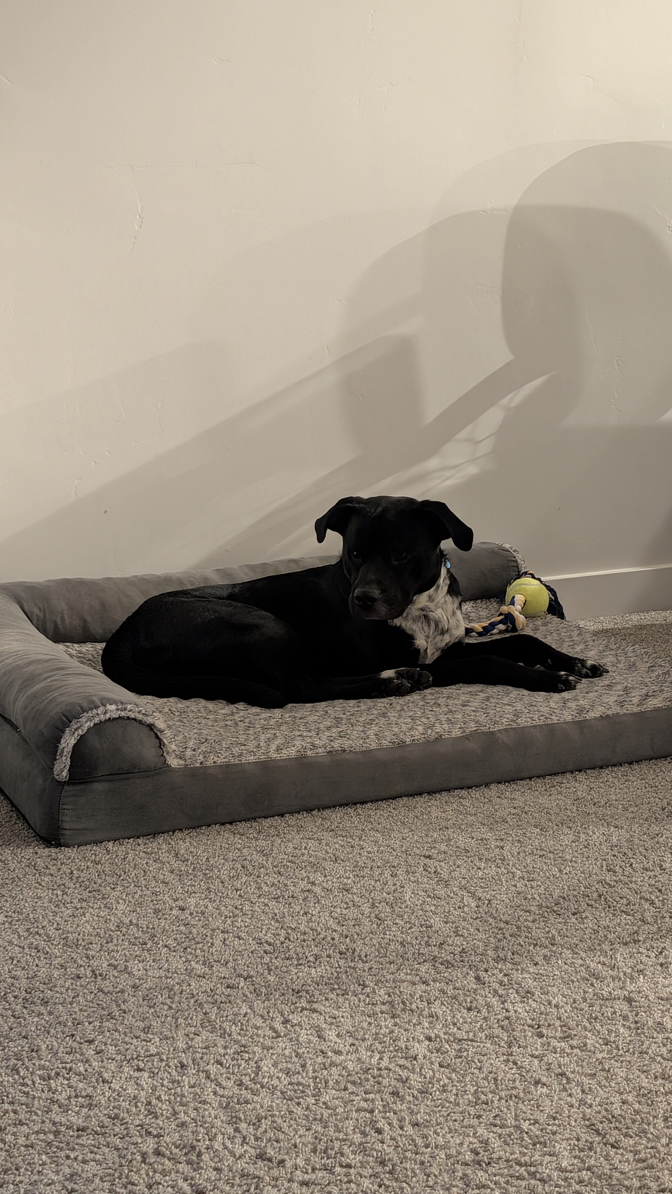 Picture of the Animal Listed