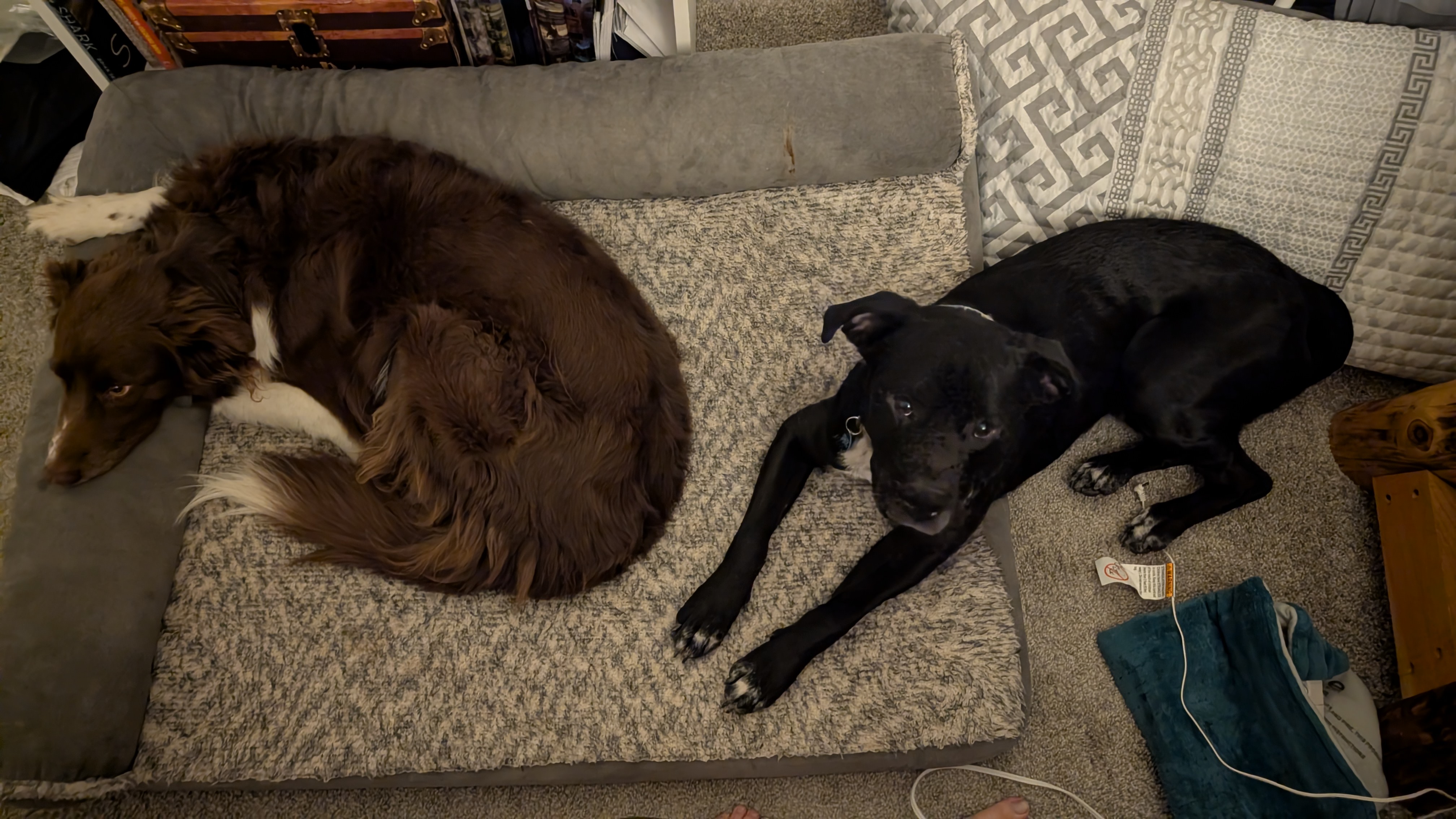 Picture of the Animal Listed