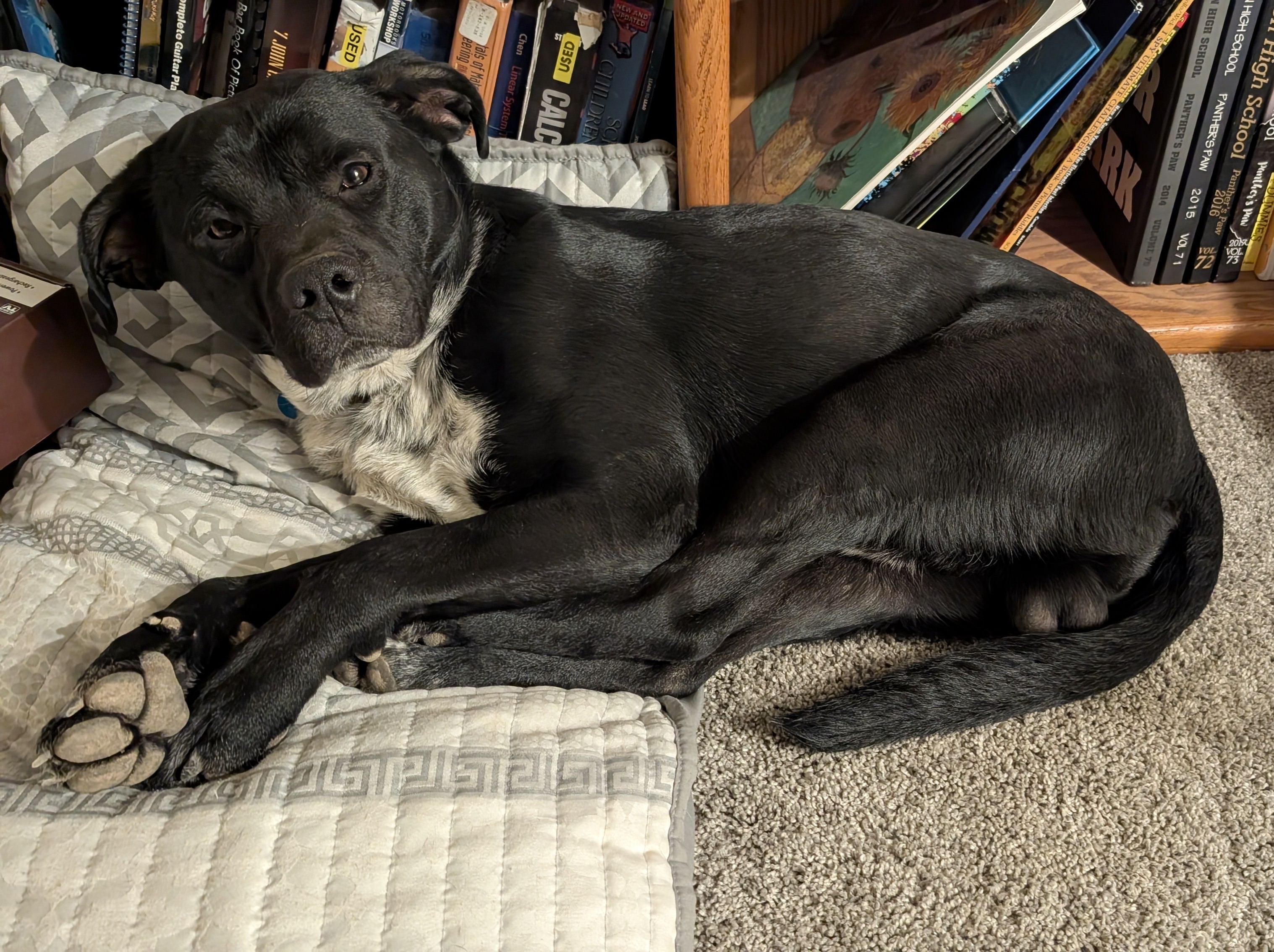 Picture of the Animal Listed