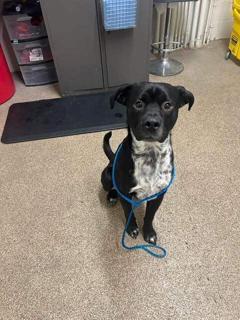 Picture of the Animal Listed