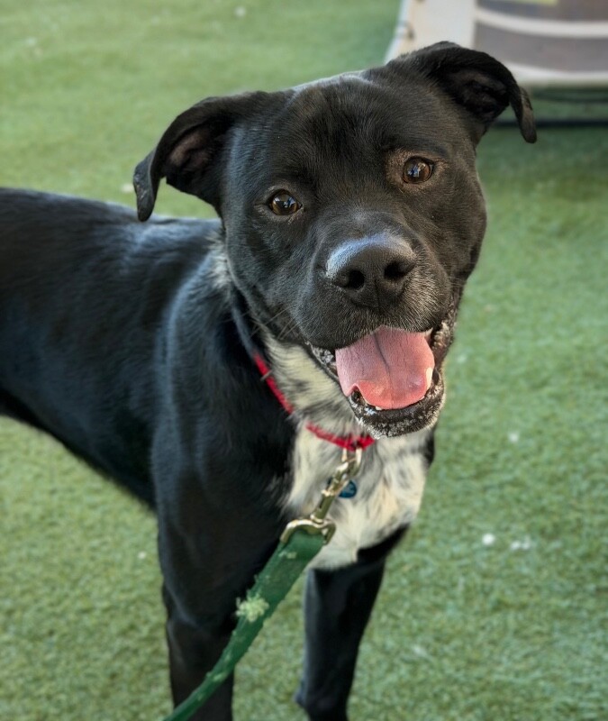 Picture of the Animal Listed