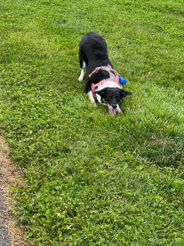 Picture of the Animal Listed