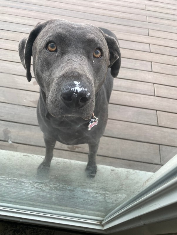 Picture of the Animal Listed