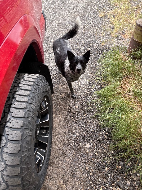 Picture of the Animal Listed