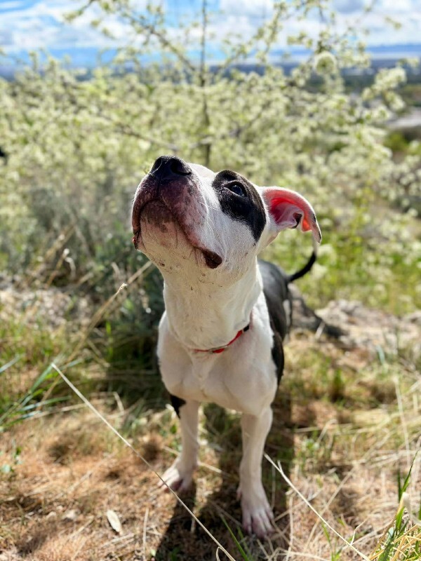 Picture of the Animal Listed