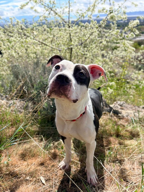 Picture of the Animal Listed