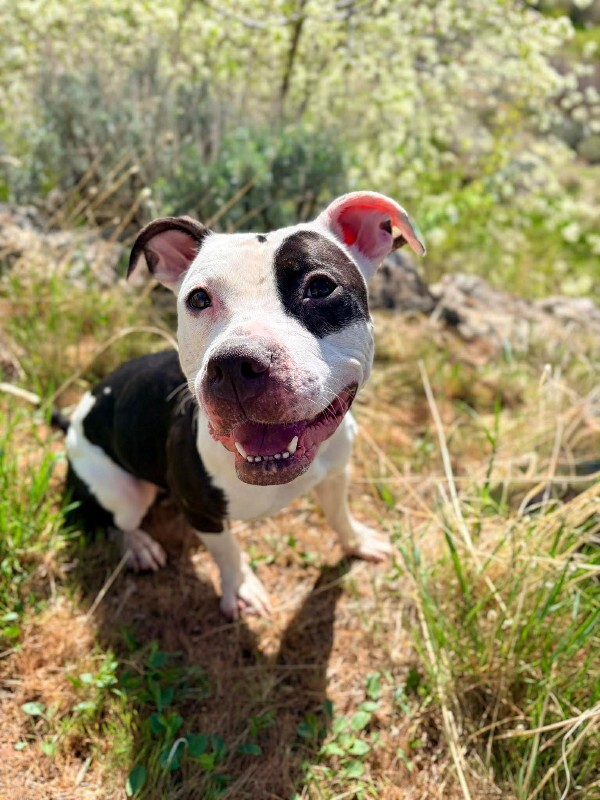 Picture of the Animal Listed