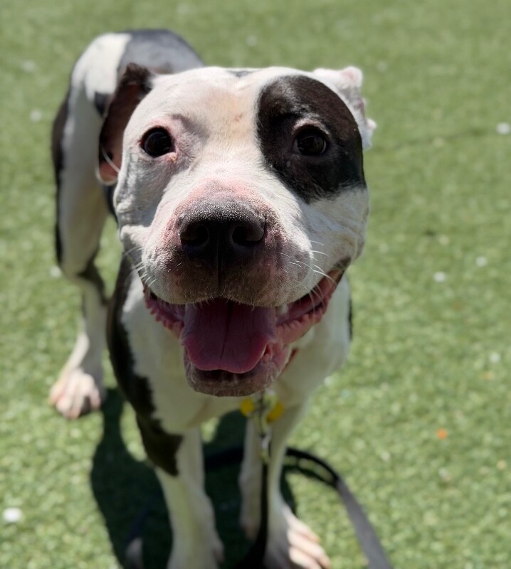 Picture of the Animal Listed