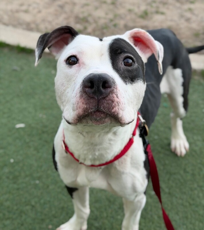 Picture of the Animal Listed