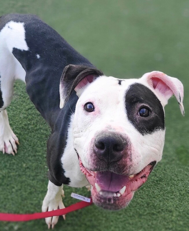 Picture of the Animal Listed