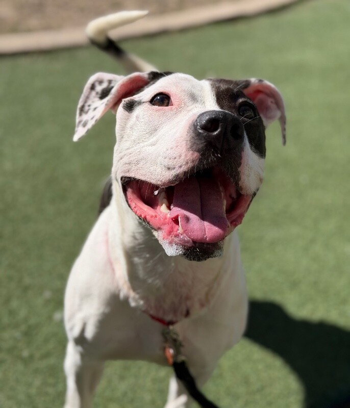 Picture of the Animal Listed