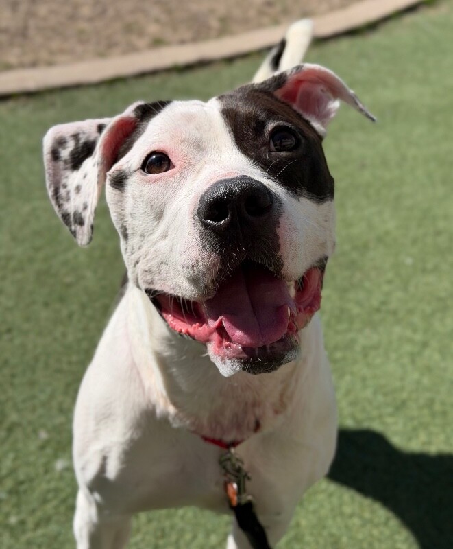 Picture of the Animal Listed